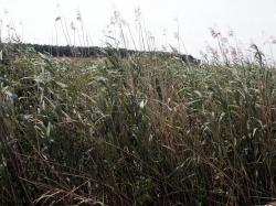 Photo Textures of Grass Tall