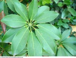 Leaves