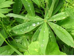 Photo Texture of Leaves