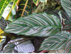 Photo Texture of Leaves