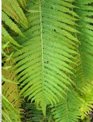 Photo Textures of Plants Fern