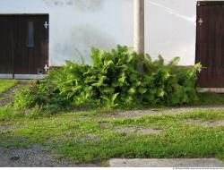 Photo Textures of Plants Fern