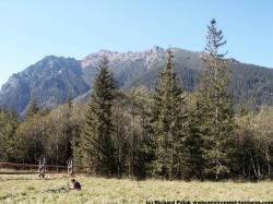 Background Forests