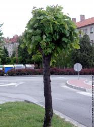 Photo Textures of Trees