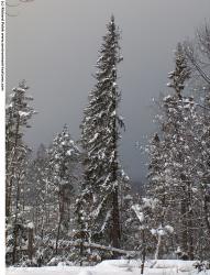 Photo Texture of Trees