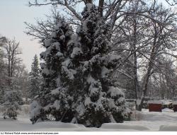 Photo Texture of Trees