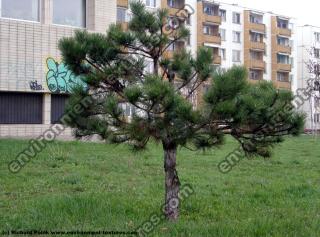 Conifer tree