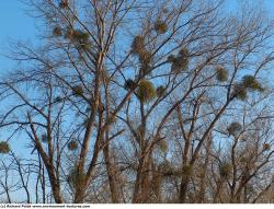 Photo Texture of Trees