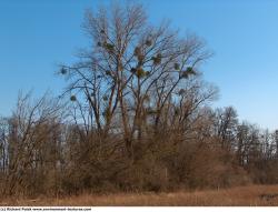 Photo Texture of Trees