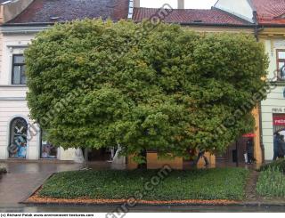 Photo Texture of Trees