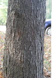 Tree Bark