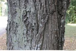 Tree Bark