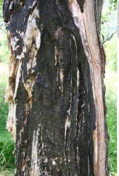 Tree Bark