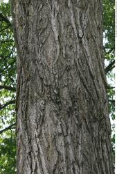 Tree Bark