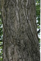 Tree Bark