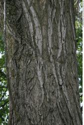 Tree Bark