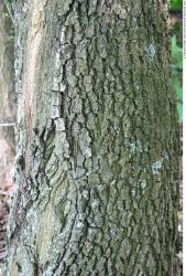 Tree Bark