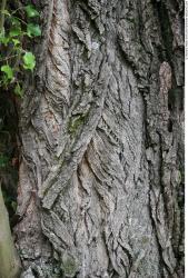 Tree Bark