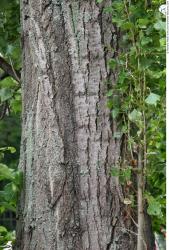 Tree Bark