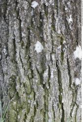 Tree Bark