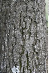 Tree Bark