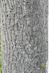 Tree Bark