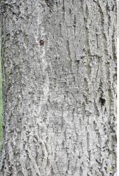 Tree Bark