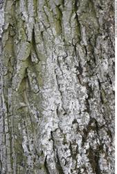 Tree Bark