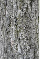 Tree Bark