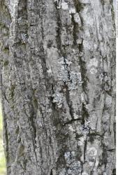 Tree Bark