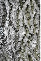 Tree Bark