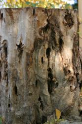 Tree Bark