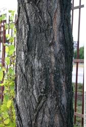 Tree Bark