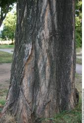 Tree Bark