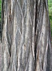 Tree Bark