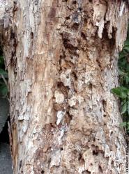 Tree Bark