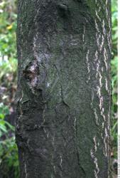 Tree Bark