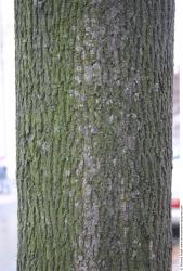 Tree Bark