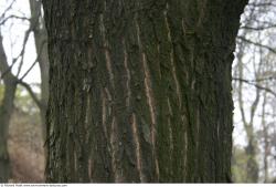 Tree Bark