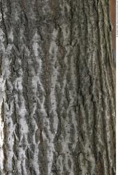 Tree Bark