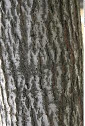 Tree Bark