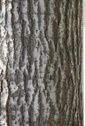 Tree Bark