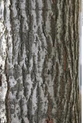 Tree Bark