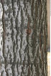 Tree Bark