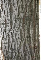 Tree Bark