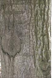 Tree Bark