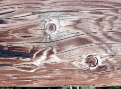 Photo Textures of Mixed Wood