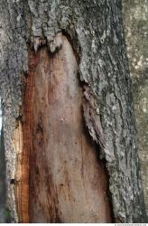 Tree Bark