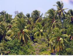 Plant Fields