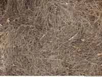 Photo Textures of Grass Dead